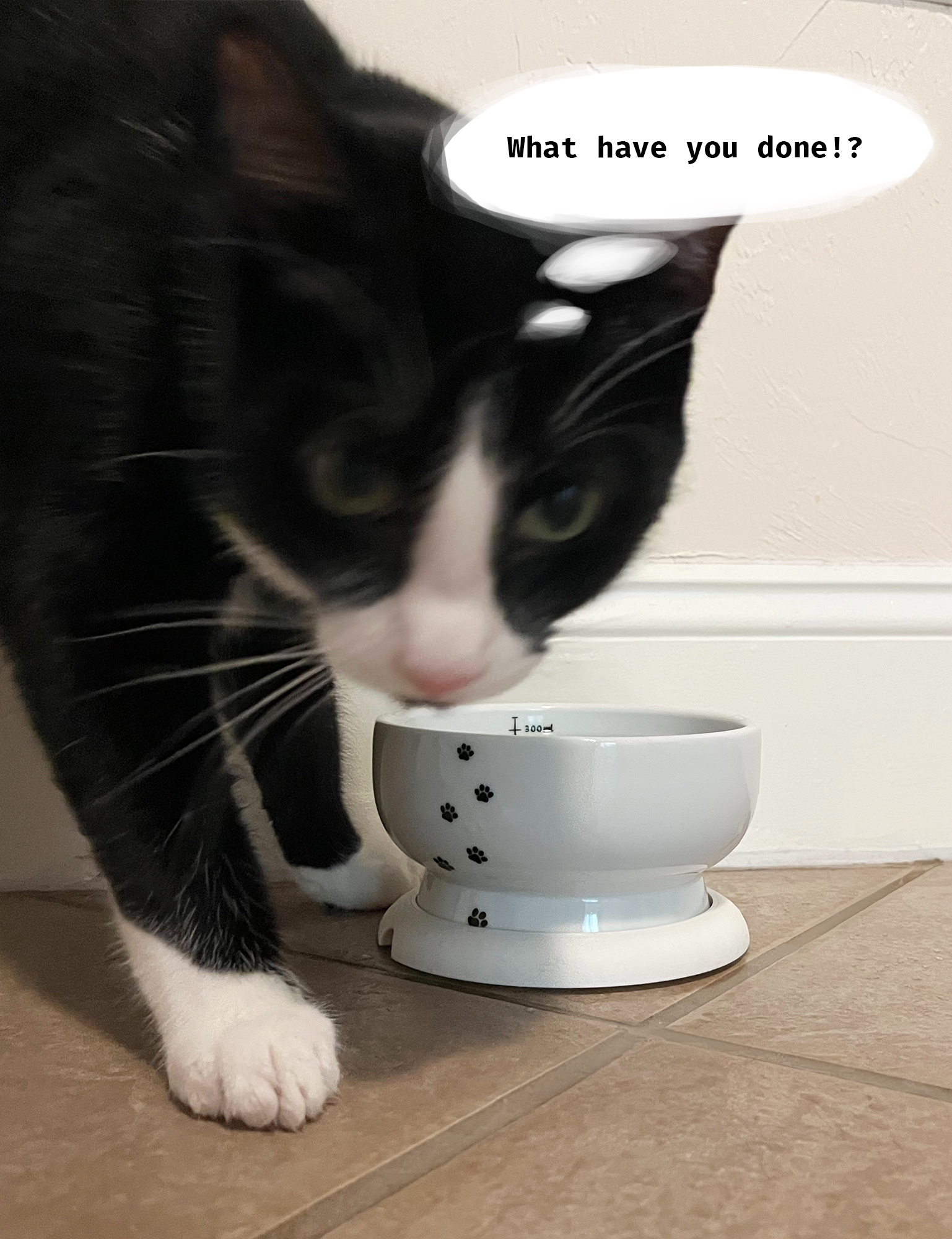 Tsuki is not happy.